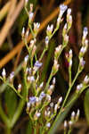 Lavender thrift